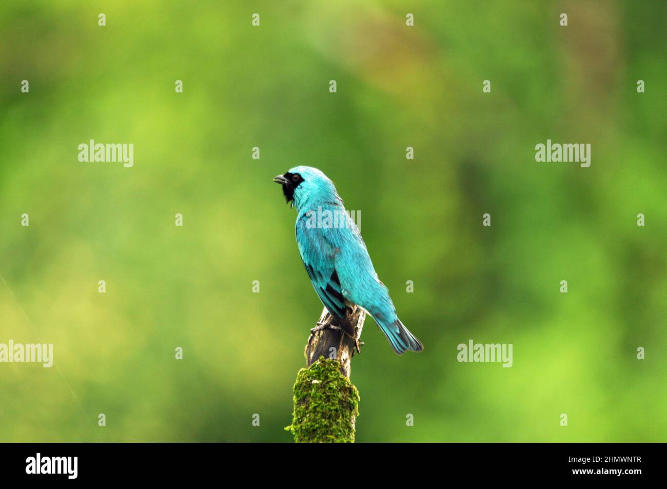 Swallow Tanager (Tersina viridis) perched on a branch side and rear view, taken at Iguazu falls, Argentina Stock Photo