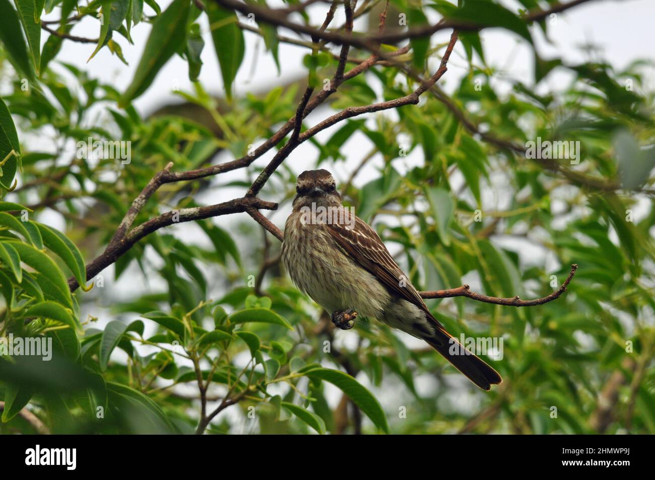 Variegated Flycatcher (Empidonomus varius) perched within a tree on a branch, frontal view. Taken at Iguazu Falls, Argentina Stock Photo