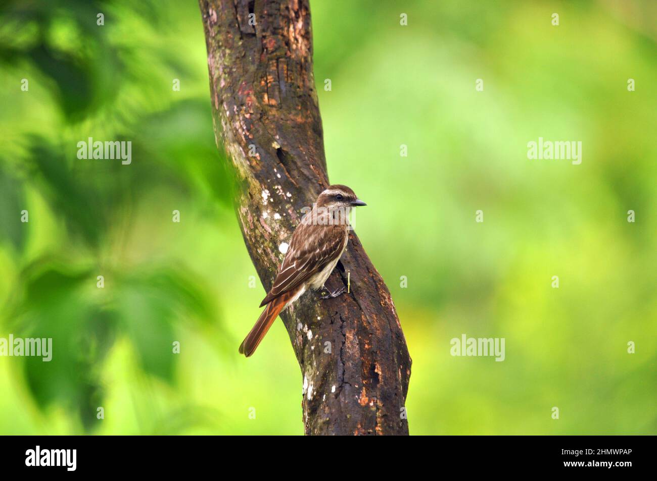 Variegated Flycatcher (Empidonomus varius) perched within a tree on a branch, taken at Iguazu Falls, Argentina Stock Photo