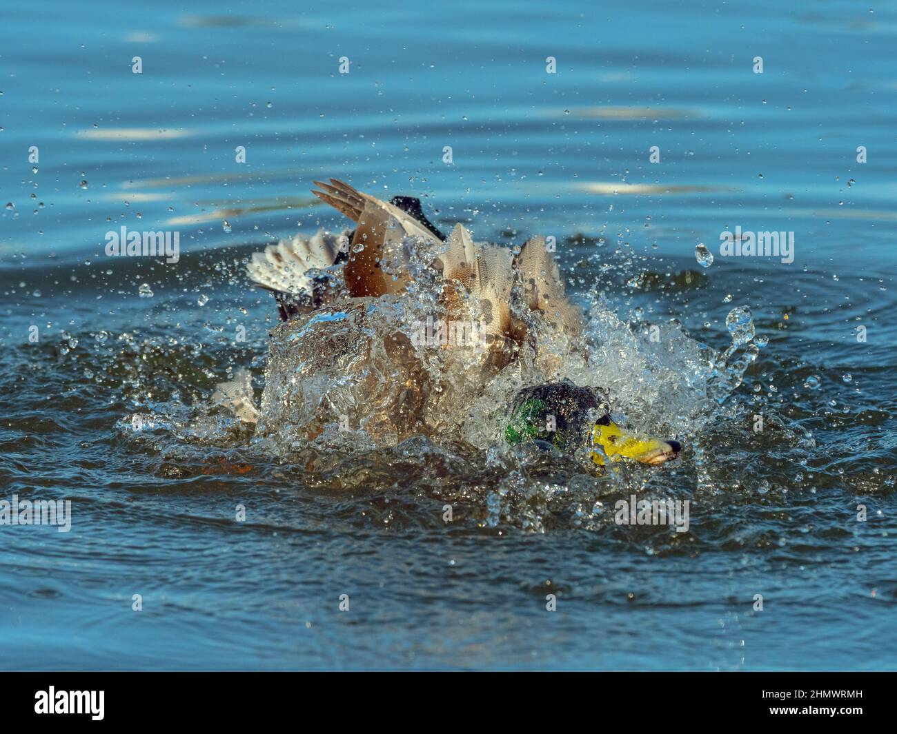 Drake in winter plumage hi-res stock photography and images - Alamy