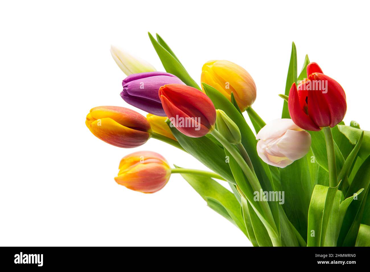 colorful tulip flowers bouquet Stock Photo - Alamy