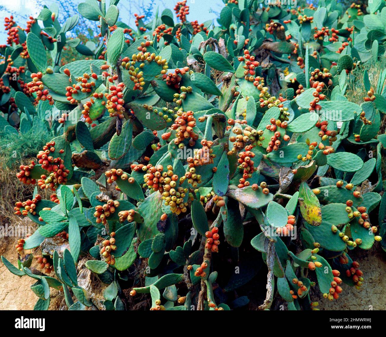 Cactus higos hi-res stock photography and images - Alamy