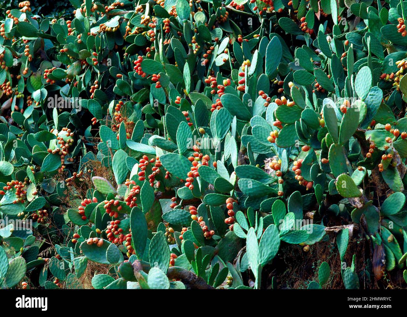 Cactus higos hi-res stock photography and images - Alamy
