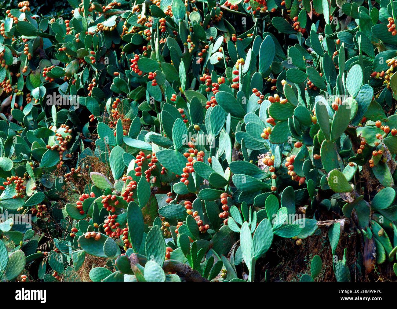 PLANTACION DE CACTUS CON HIGOS CHUMBOS. Location: EXTERIOR. Cória. CACERES. SPAIN. Stock Photo