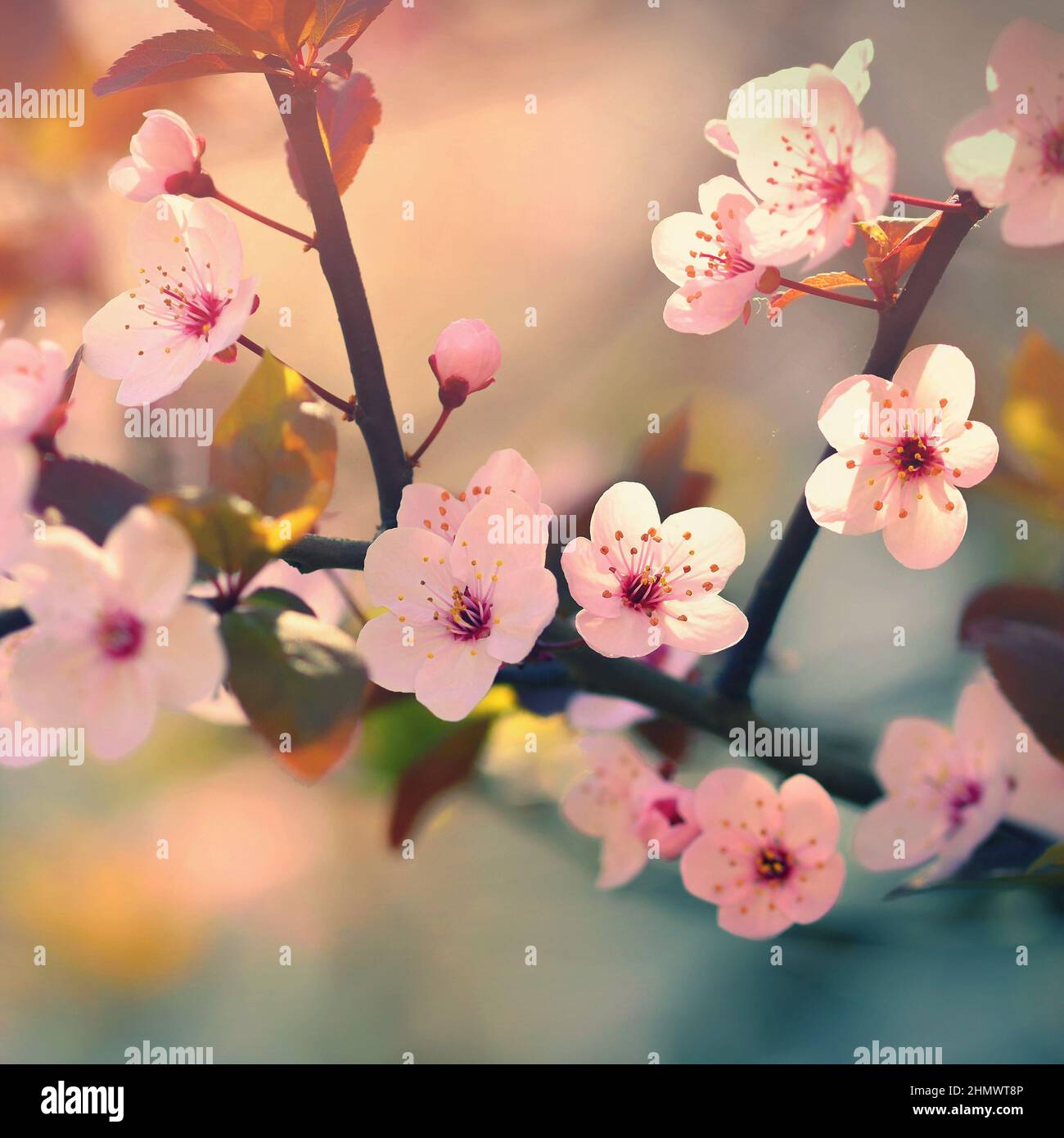 Beautiful flowering Japanese cherry Sakura. Background with flowers