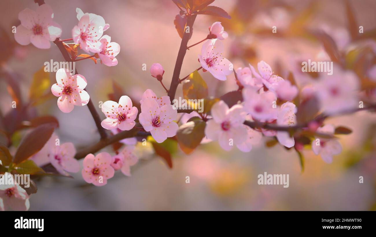 Beautiful flowering Japanese cherry Sakura. Background with flowers