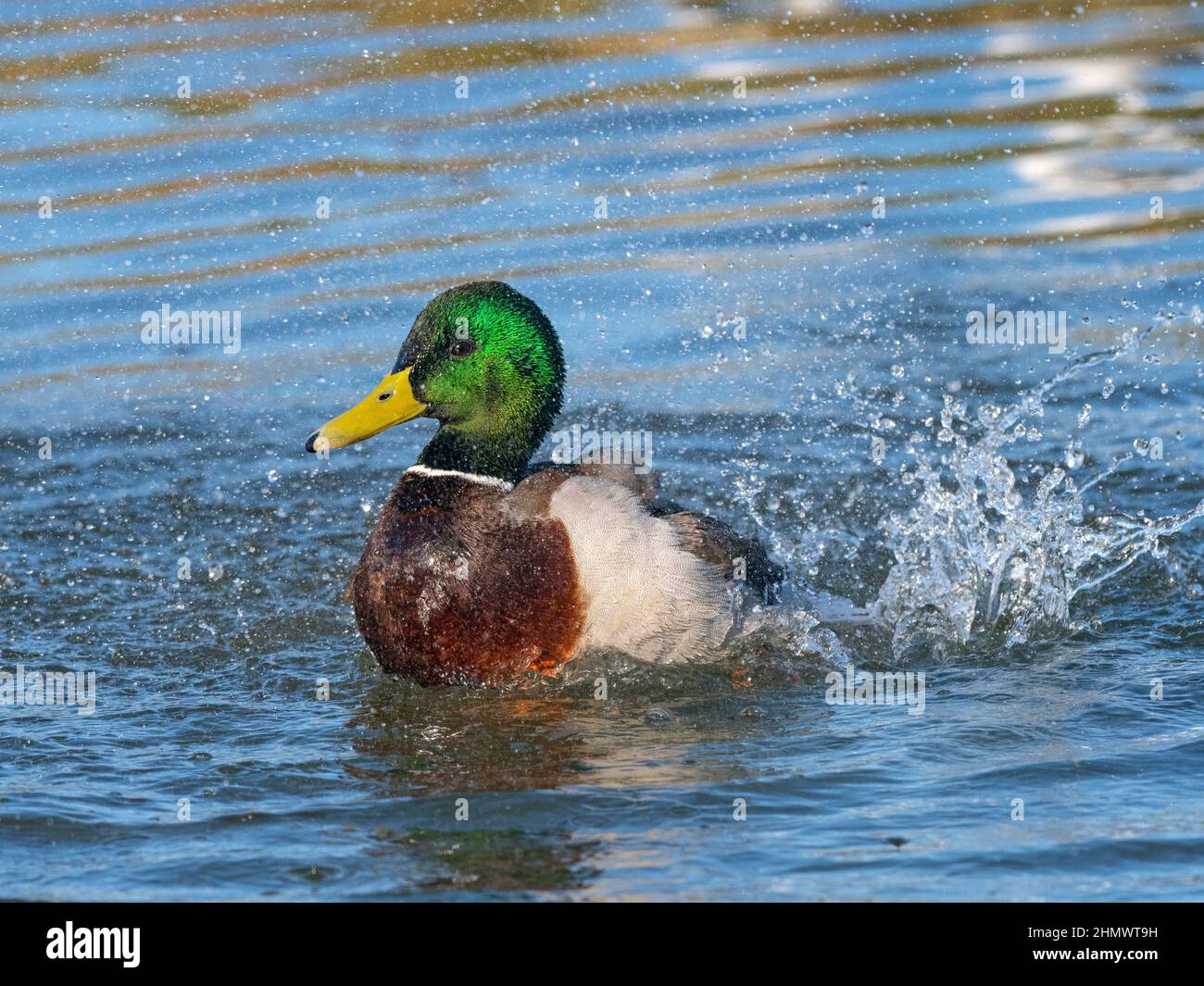 Drake in winter plumage hi-res stock photography and images - Alamy