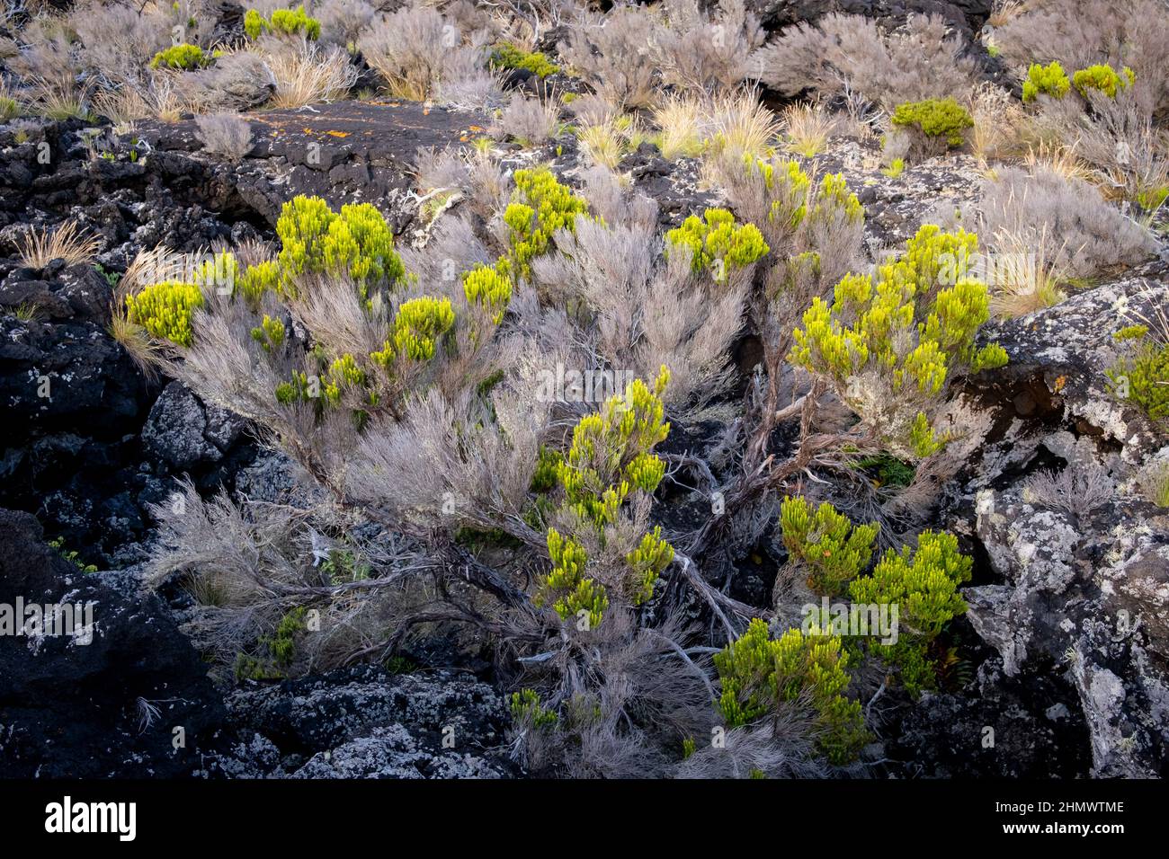 Pico, Portugal - 02 August 2021 : Heath growing from a lava field Stock Photo