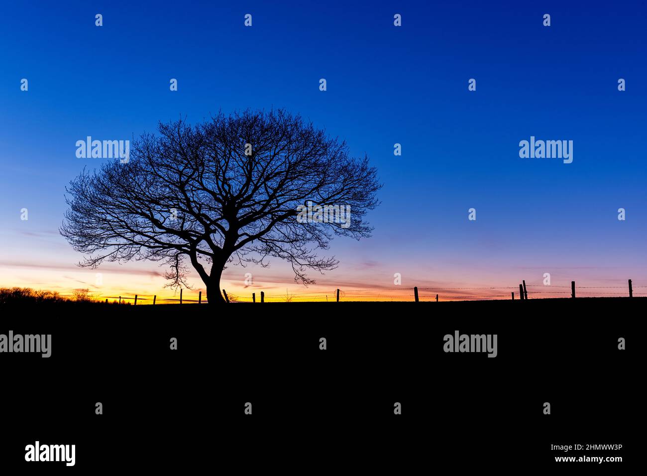winter sunset with a oak tree silhouette Stock Photo - Alamy