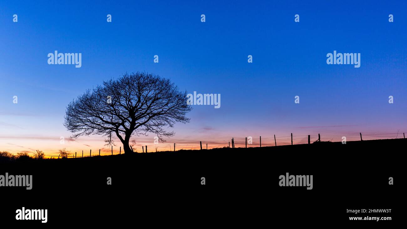 Sunset silhouette oak tree fence hi-res stock photography and images ...