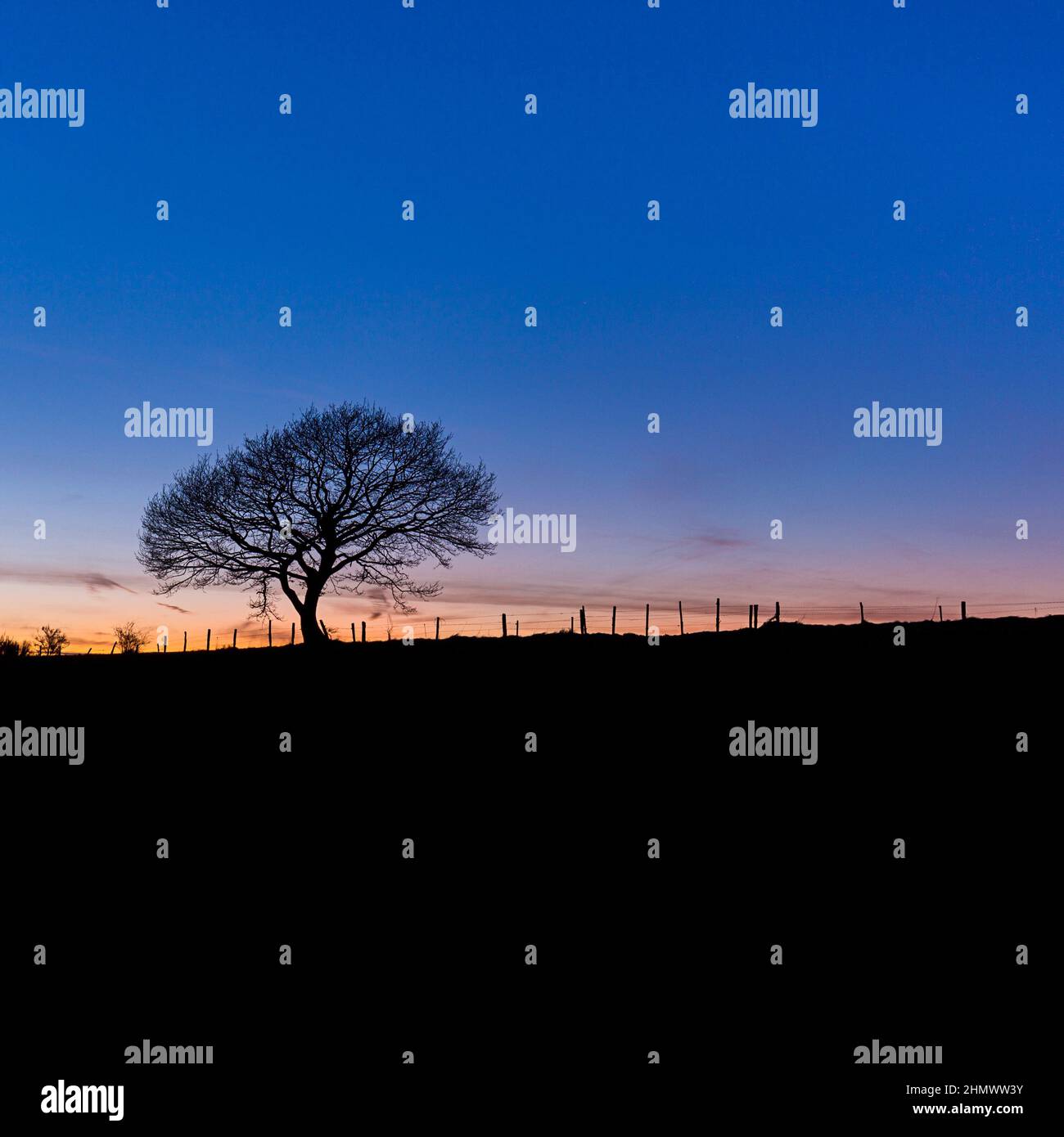 Sunset silhouette oak tree fence hi-res stock photography and images ...