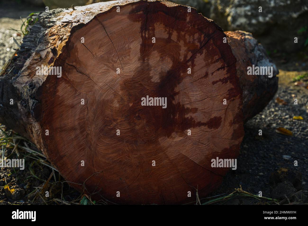 The photo of a wooden sawed-off red tree was taken in the Dominican Republic in the early morning. The mahogany cross cut vividly reflects the texture Stock Photo
