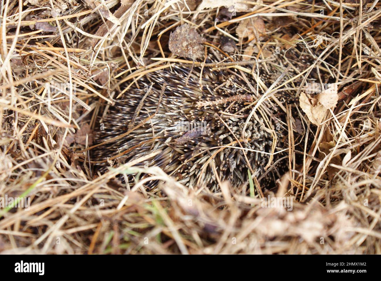 European hedgehog (Erinaceus europaeus), Bieszczady Mountains, Carpathians, Poland. Stock Photo