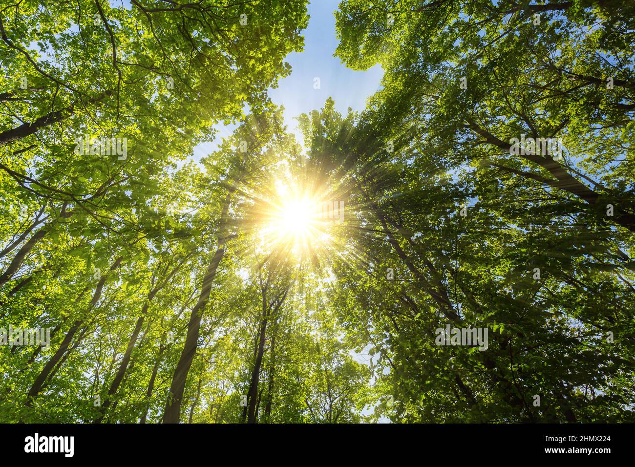 Evening sun shining explosive through treetop in a spring forest Stock ...