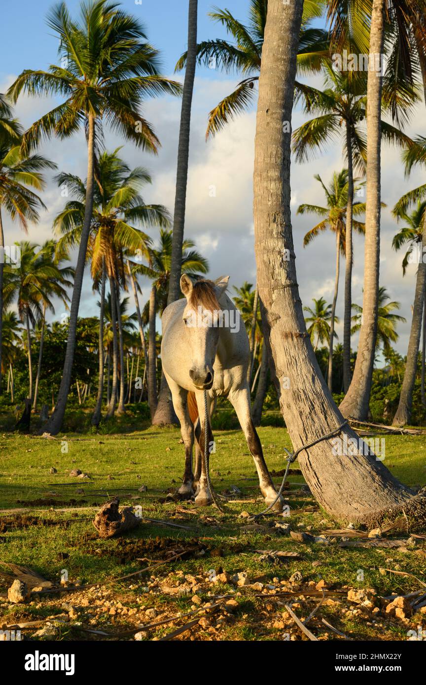 The photo shows a white horse, close-up of its head and part of the body. The stallion in the photo is dark brown. The picture shows a horse grazing i Stock Photo