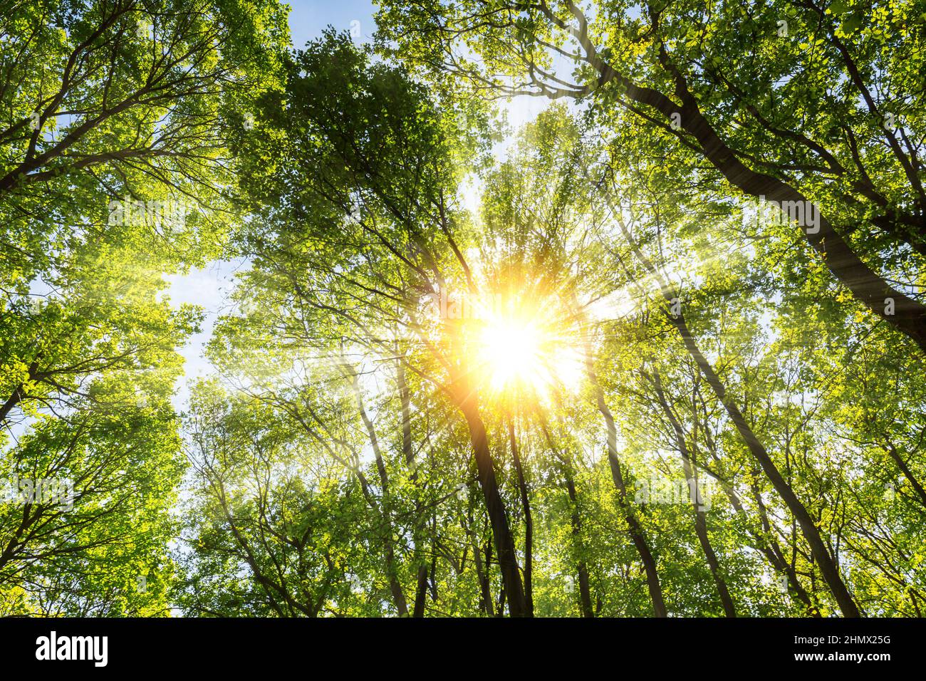 warm morning sun dramatically casting intense rays through the treetop ...