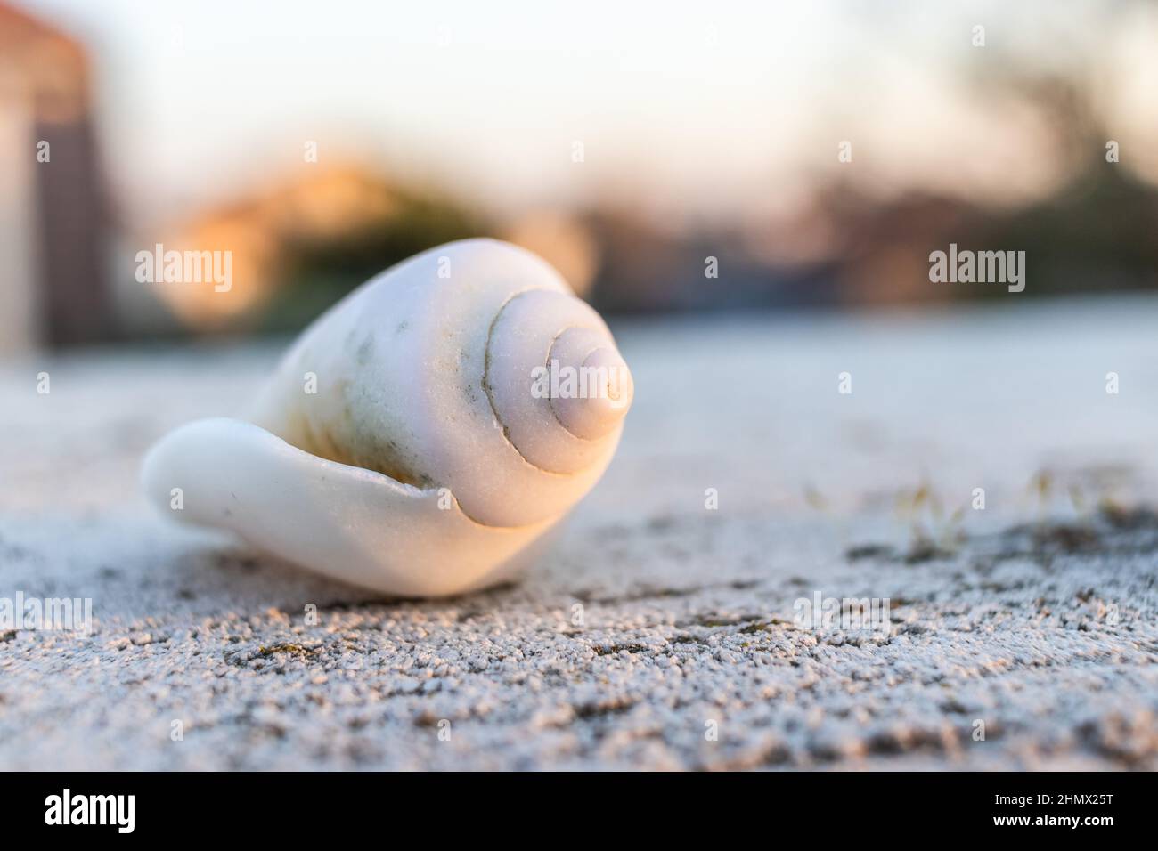 Close up of white spiral Seashell during sunset in Israel Stock Photo