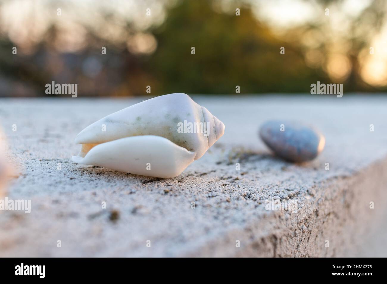 Spiral seashell black white hi-res stock photography and images - Alamy