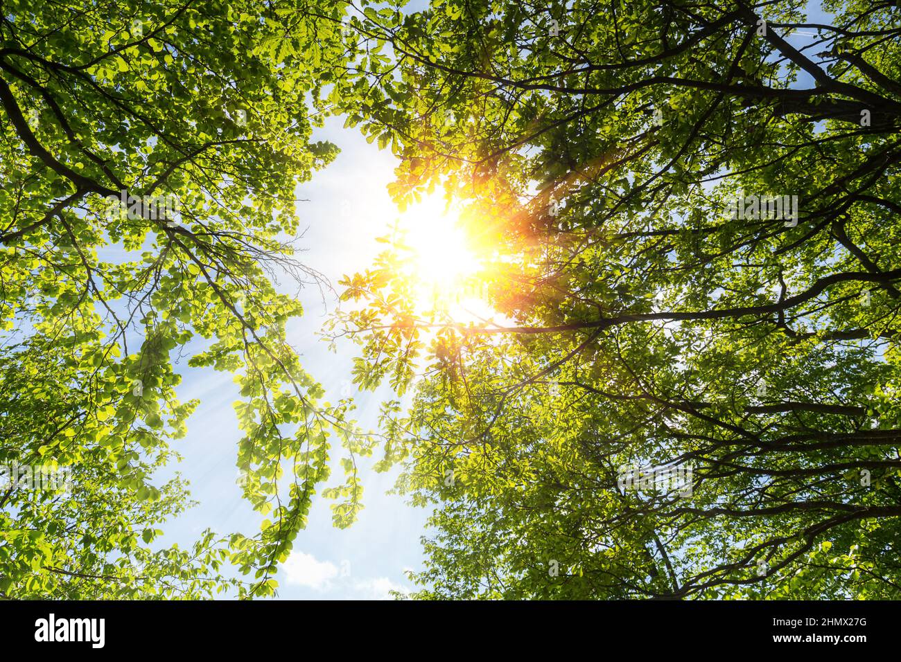 spring sun shining through the treetop with blue sky Stock Photo - Alamy