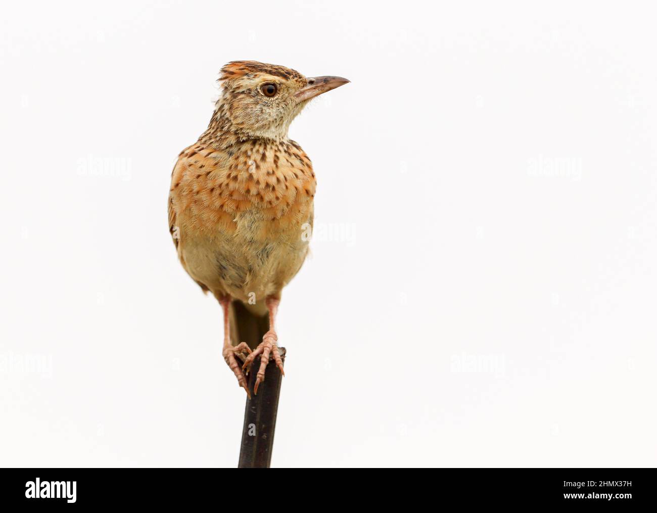 Rufous-naped Lark, South Africa Stock Photo