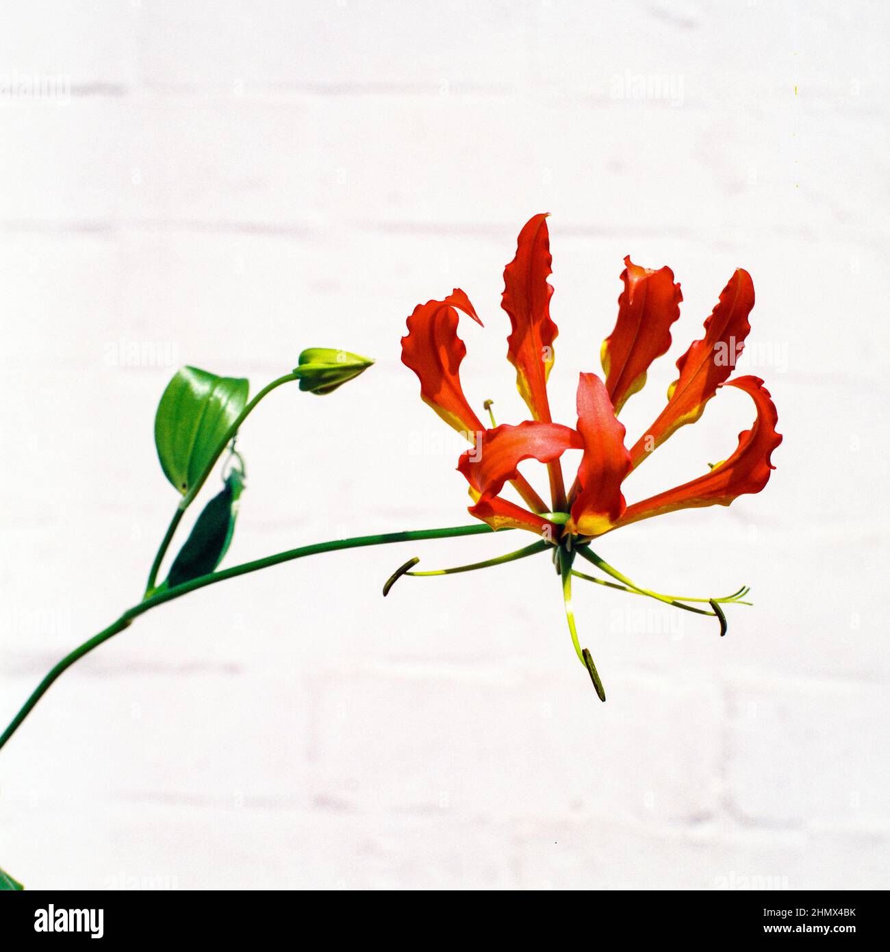 Flame lily or Gloriosa Lily (Gloriosa superba),Brisbane, Queensland, Australia. Stock Photo