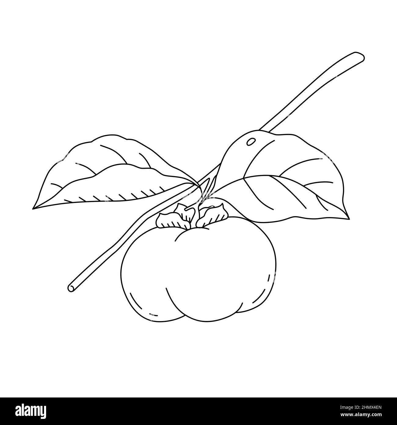 Vector illustration of a persimmon for coloring book. Fresh fruit in cartoon style. Isolated on white background Stock Vector