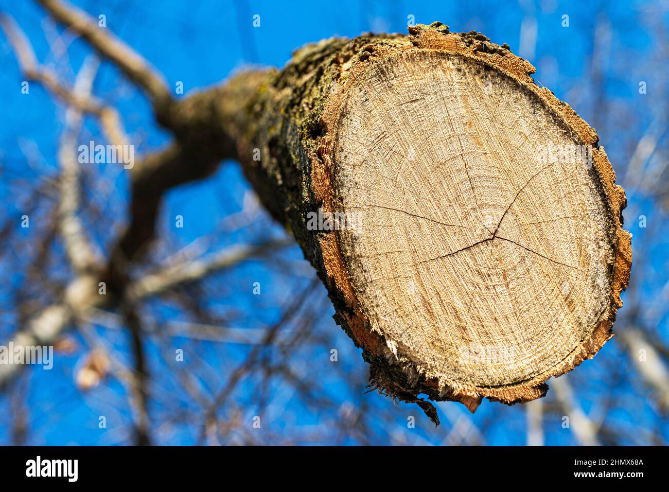 Tree without rootsTree rings with background, wood texture, wooden icon ...