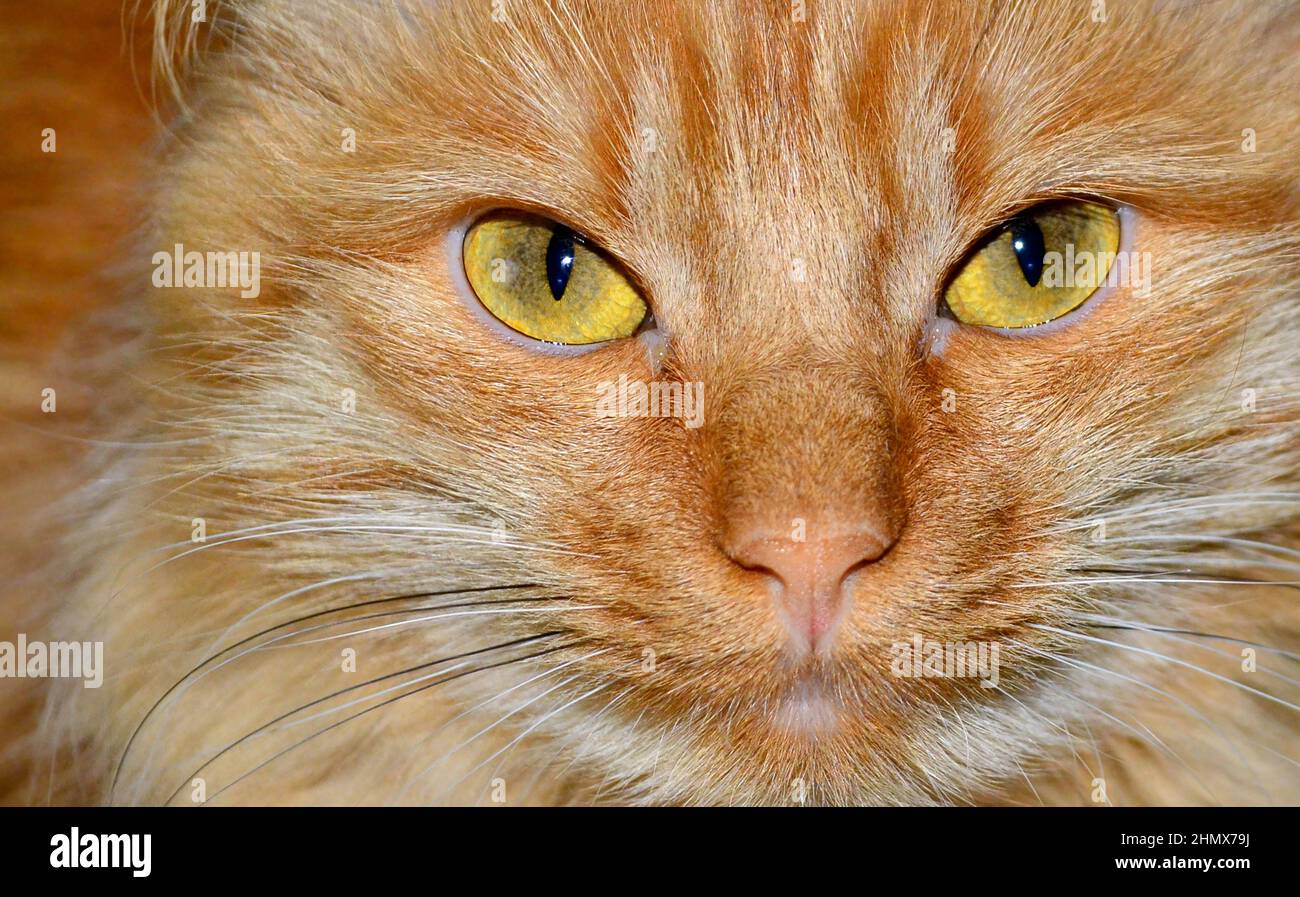 portrait of red fluffy cat close up Stock Photo
