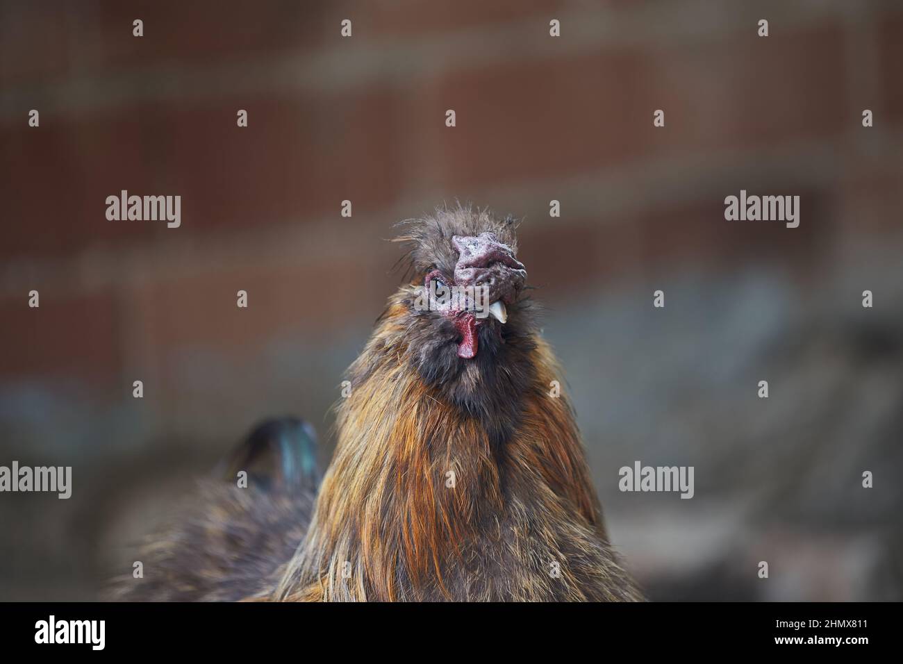 Bright golden brown rooster of the Chinese silky breed Stock Photo