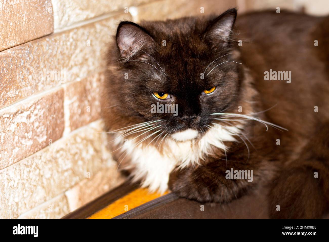 brown fluffy longhair Highland straight scottish cat , beautiful domestic purebred cats Stock Photo