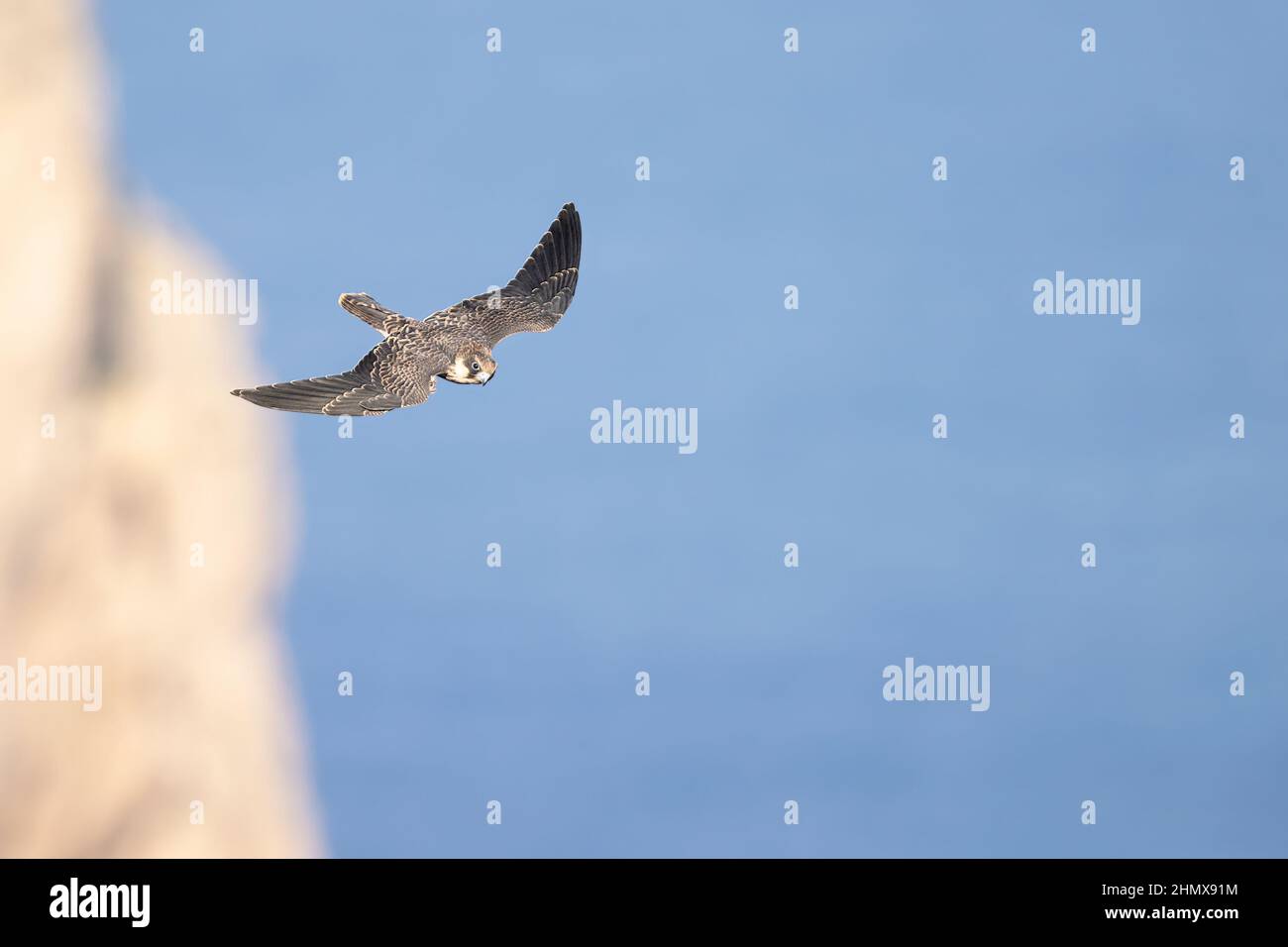 A serviceman and a specially trained falcon of Moscow's Kremlin  ornithological service guarding the territory of Red square in center of  Moscow, Russi Stock Photo - Alamy