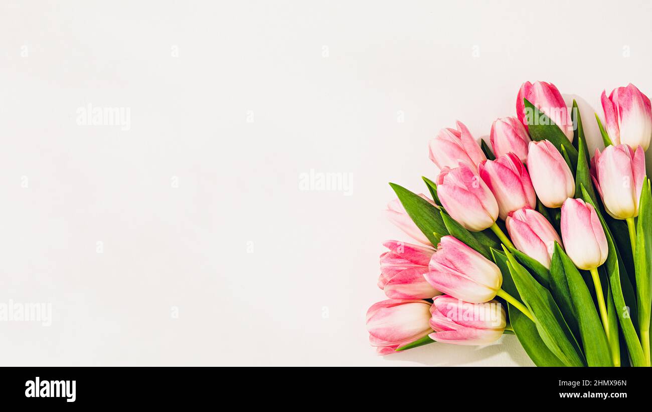 Pink tulips on white. Flat lay with copy space Stock Photo - Alamy