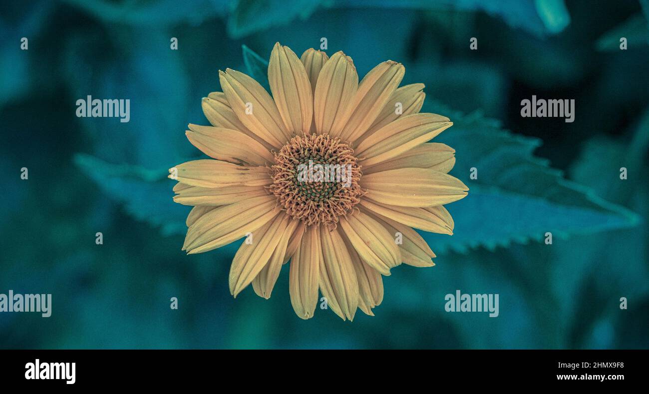 Orange flowering plant hi-res stock photography and images - Alamy