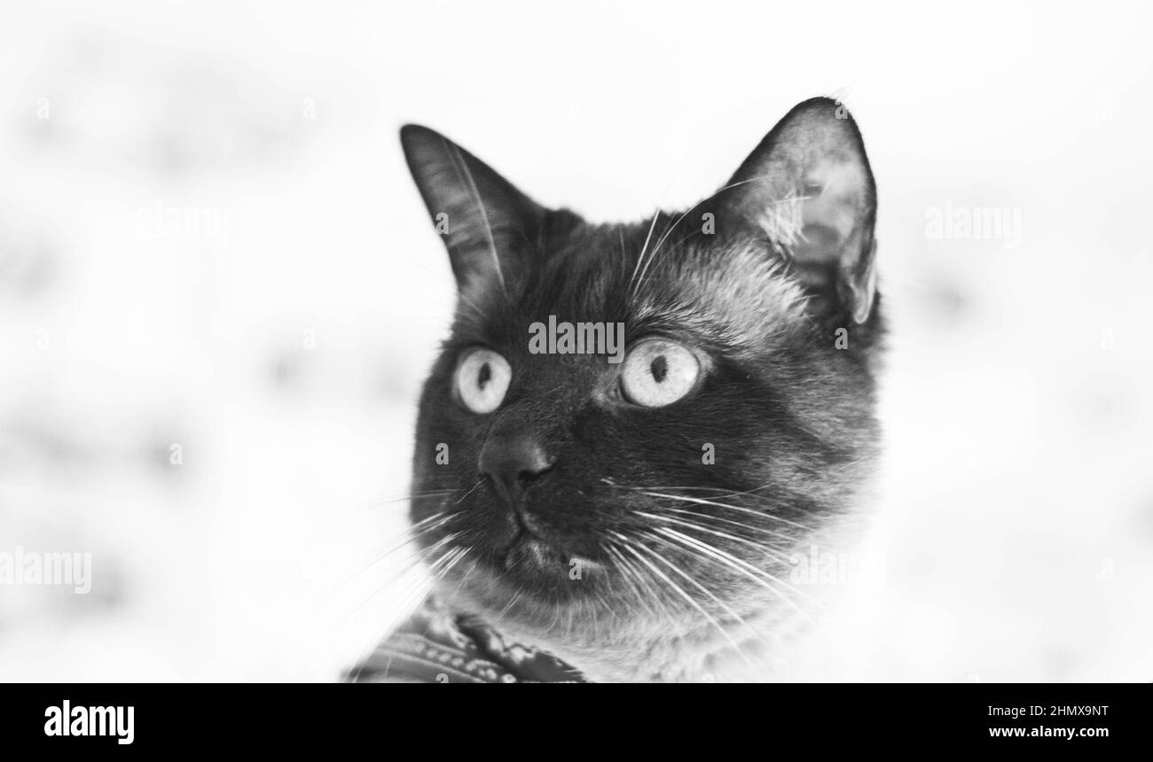 Siamese cat Black and White Stock Photos & Images Alamy