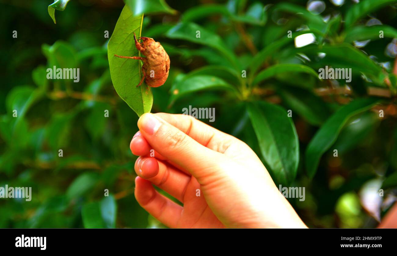 Closeup of a human hand touching a green leaf with a bug Stock Photo ...