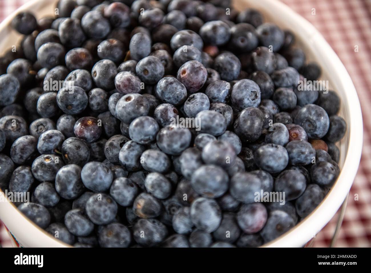Fresh blueberries produced by bee pollination Stock Photo Alamy