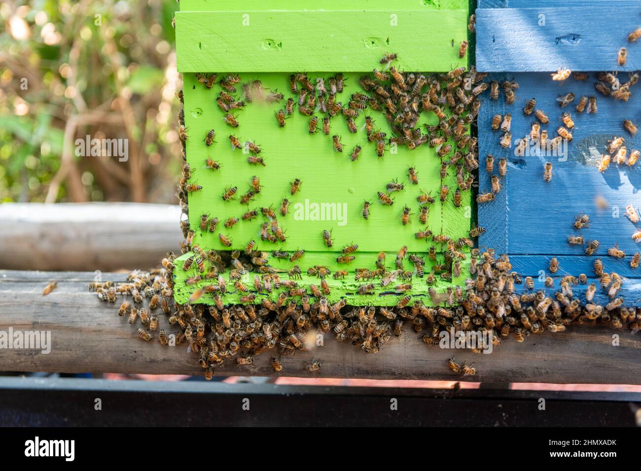 Honey bees crawling on the outside of the hive Stock Photo Alamy