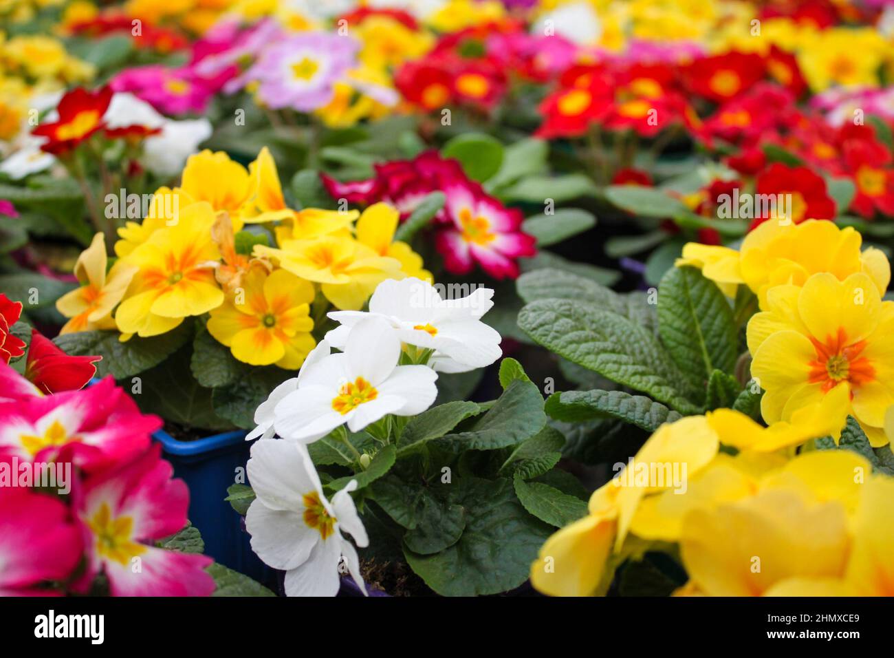 Close-up of a variety of multicolored primrose flowers, also known as cowslip, selective focus. Stock Photo