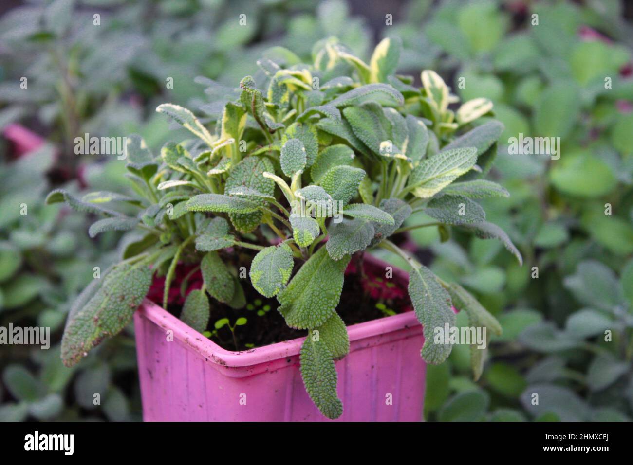 Close-up of Salvia maxima sage in a pink flower pot for sale. Green natural background. Stock Photo