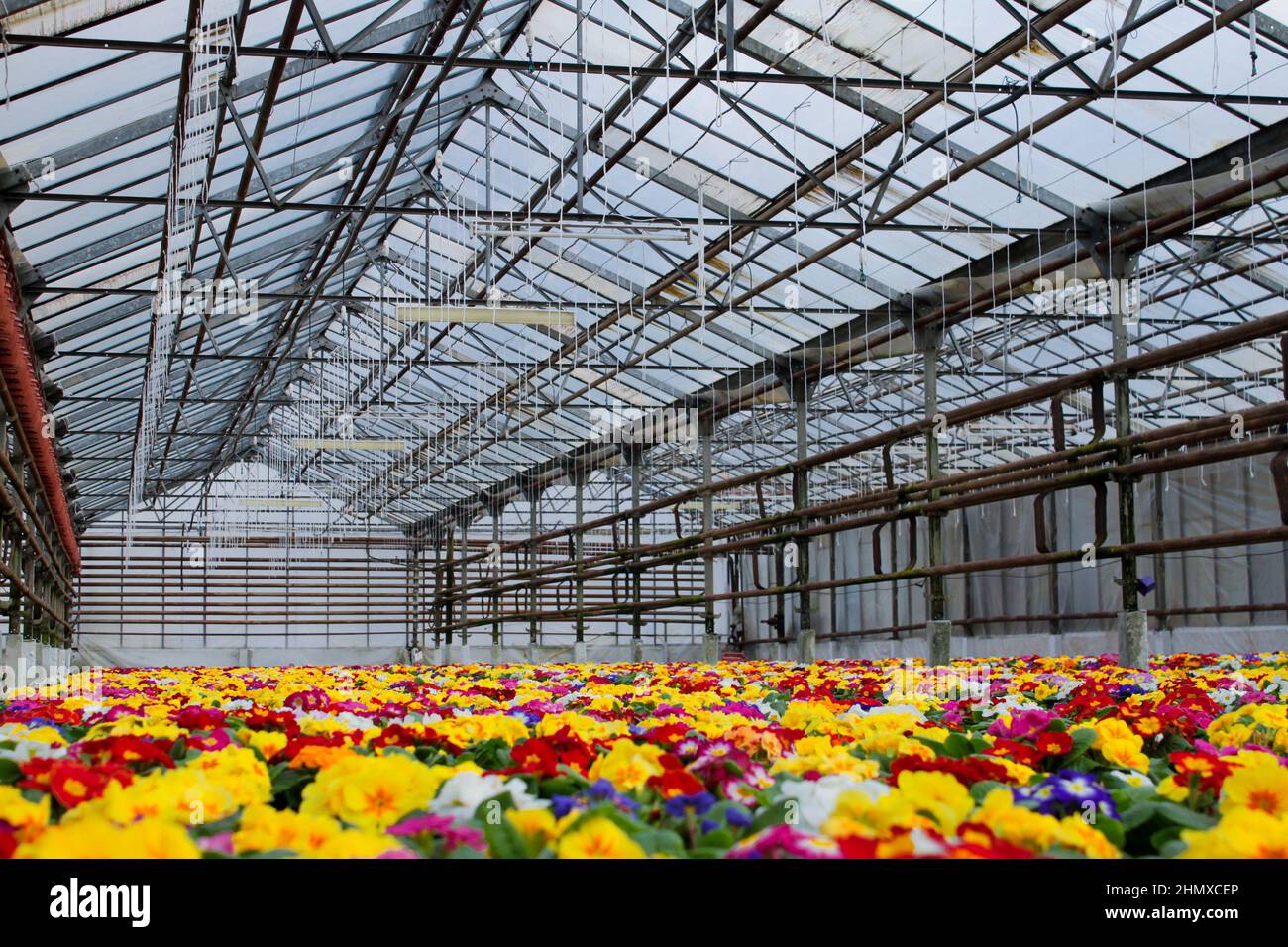 A carpet of many multi-colored primrose flowers, also known as cowslip, grown in a greenhouse. Selective focus. Stock Photo