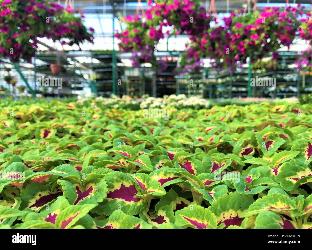 In the greenhouse: flower pots with bright green Coleus, hanging from the top of tradescantia on blurred background. Stock Photo