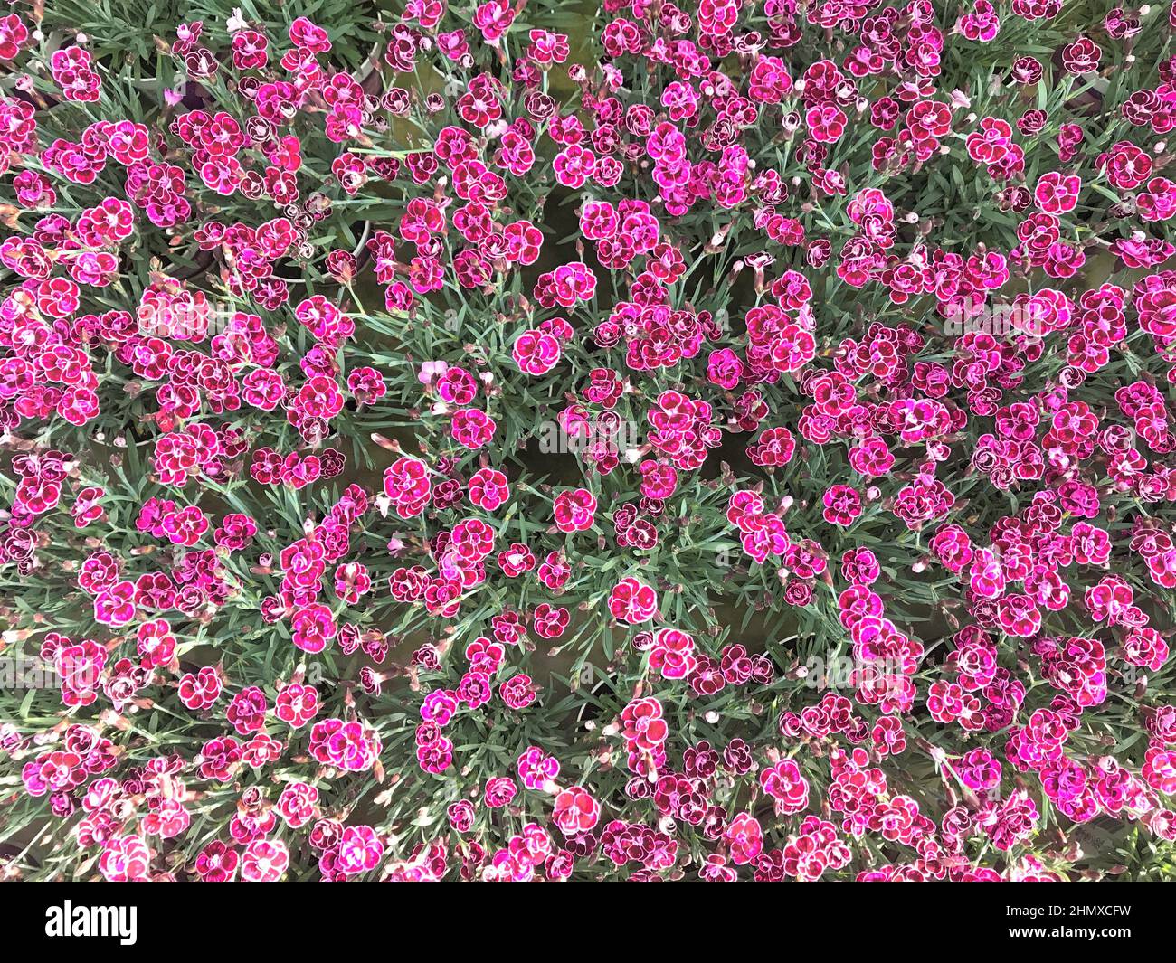 Bright carpet of small flowers garden carnation color dark pink, fuchsia and Burgundy with white edging with green leaves as the background. Stock Photo