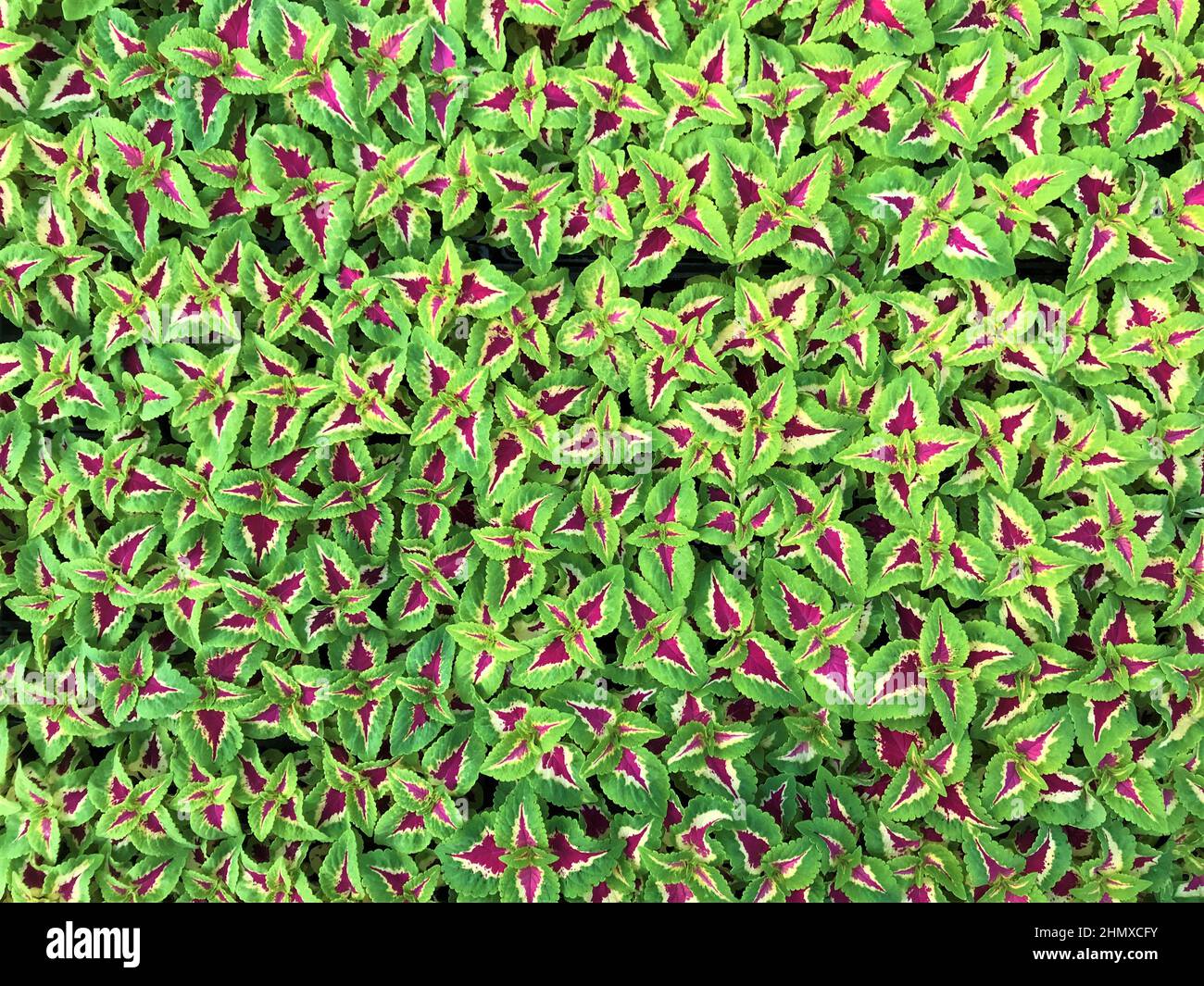 Top view of bright green flowers of Coleus in pots on black cloth background. Stock Photo