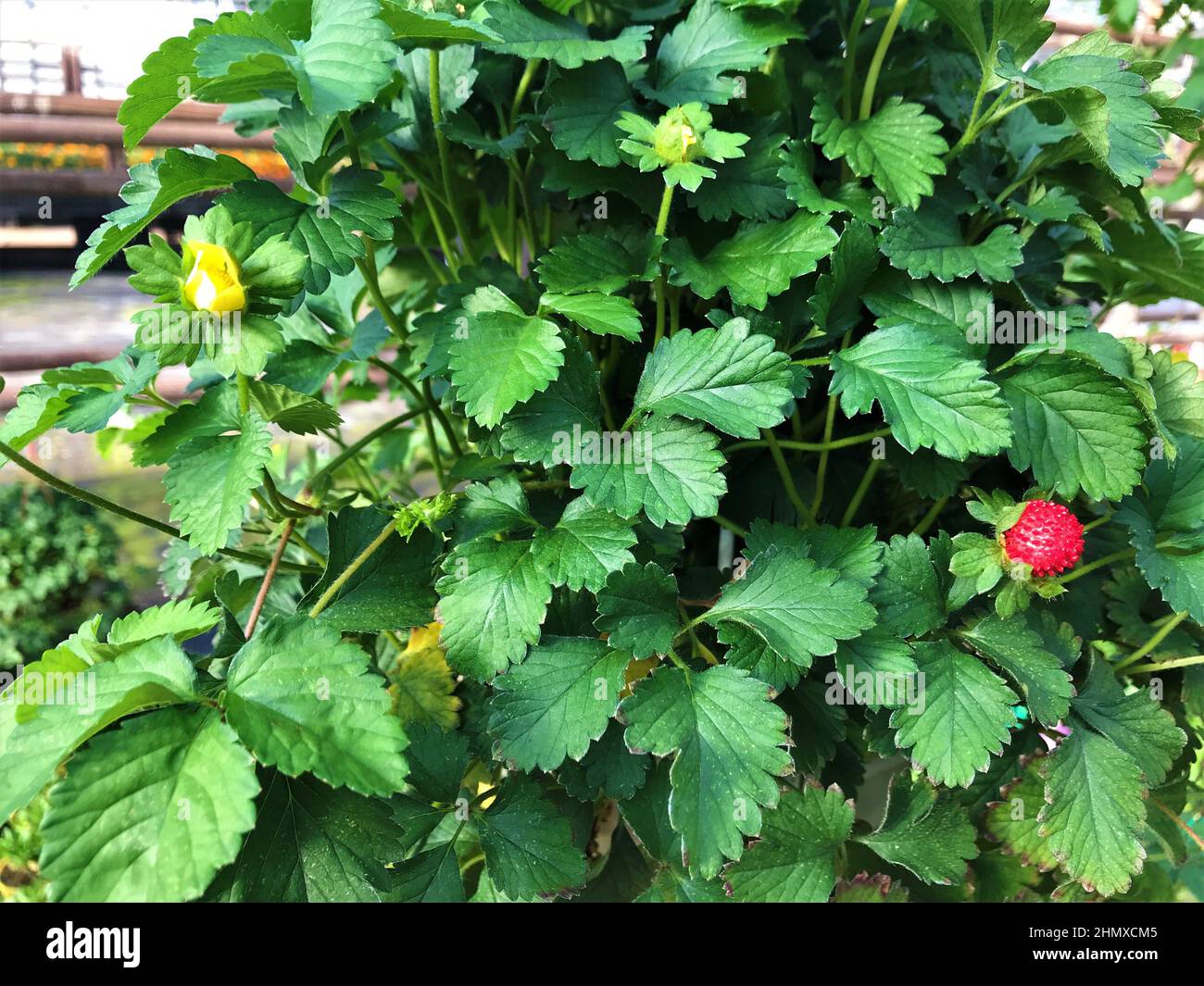False strawberries Potentilla indica hanging pot with large red berries and yellow flowers on the background. Stock Photo