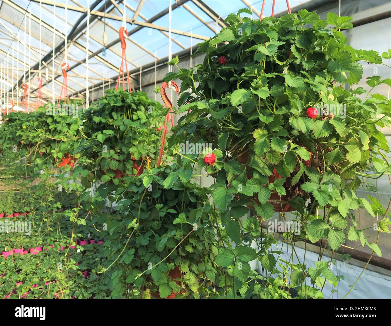 In the greenhouse hanging pot with flowering and fruiting false strawberries Potentilla indica, with large red berries and yellow flowers. Stock Photo
