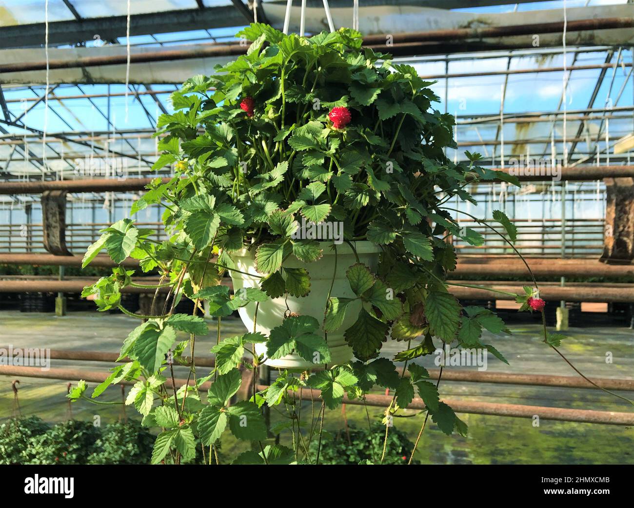 In the greenhouse hanging pot with flowering and fruiting false strawberries Potentilla indica, with large red berries and yellow flowers. Stock Photo