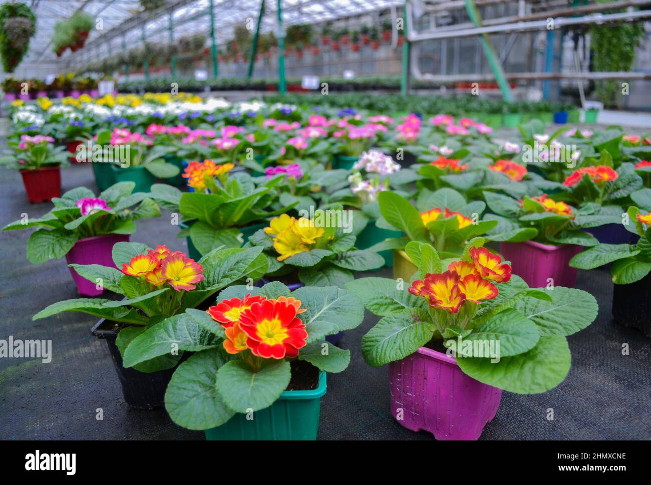 Close-up of a red and yellow primrose in a bright pots and lots of blurred bright multicolored primeroses - cowslips in a greenhouse. Spring flower sa Stock Photo