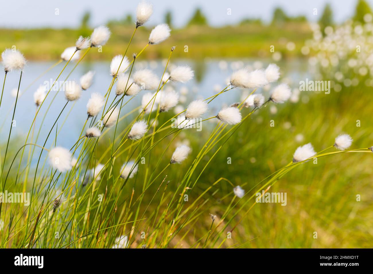 Cotton grass (Eriophorum) in the Hautes Fagnes Stock Photo Alamy