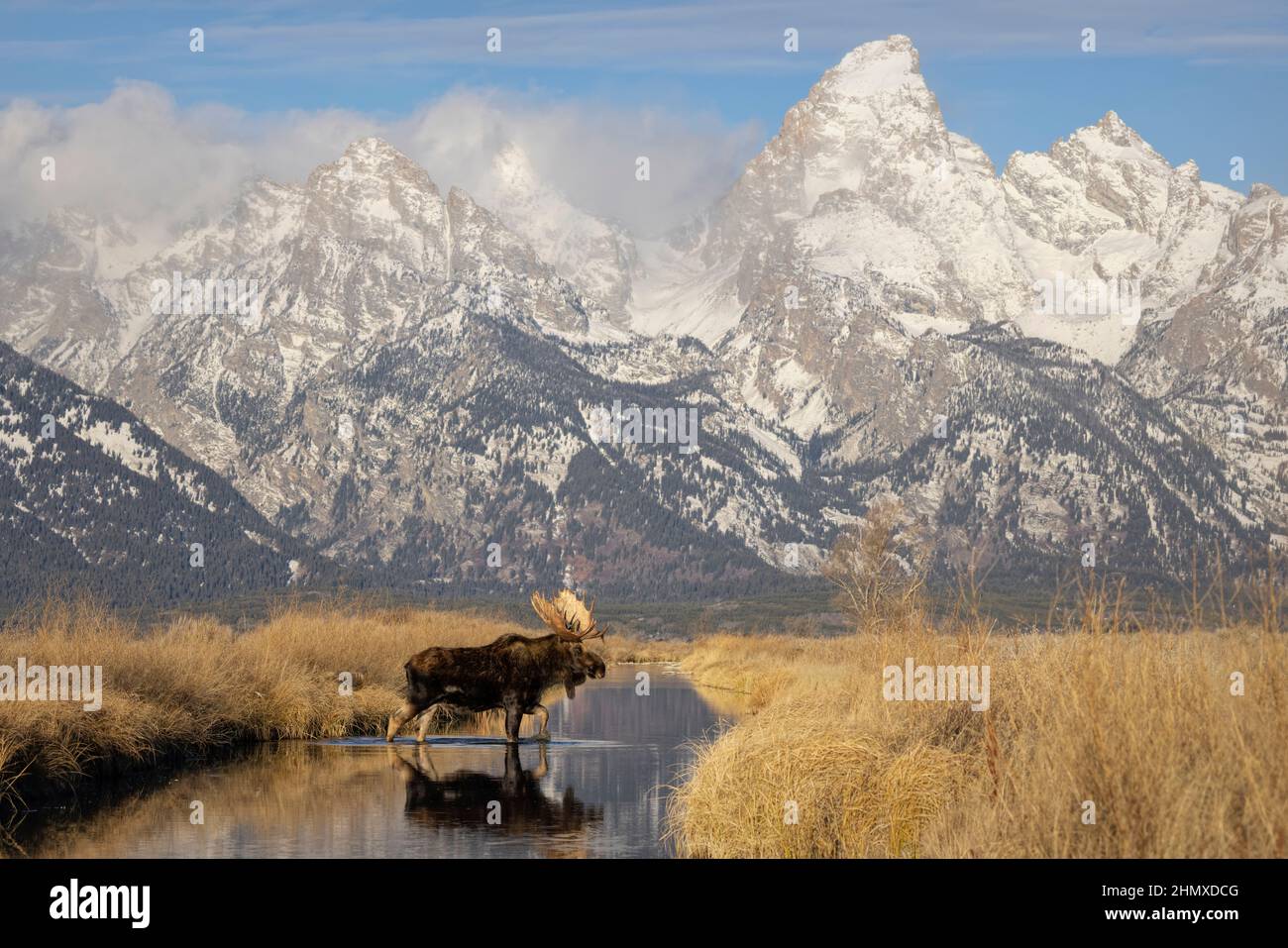 Shiras Moose (Alces alces), Grand Teton National Park, Wyoming. Bull crossing water with Teton backdrop Stock Photo