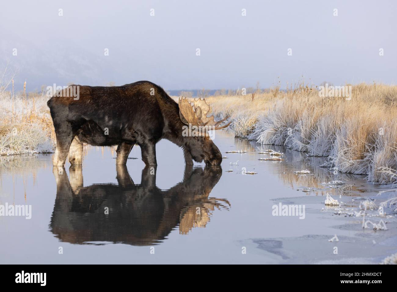 Shiras Moose (Alces alces), Grand Teton National Park, Wyoming. Bull moose drinking. Stock Photo